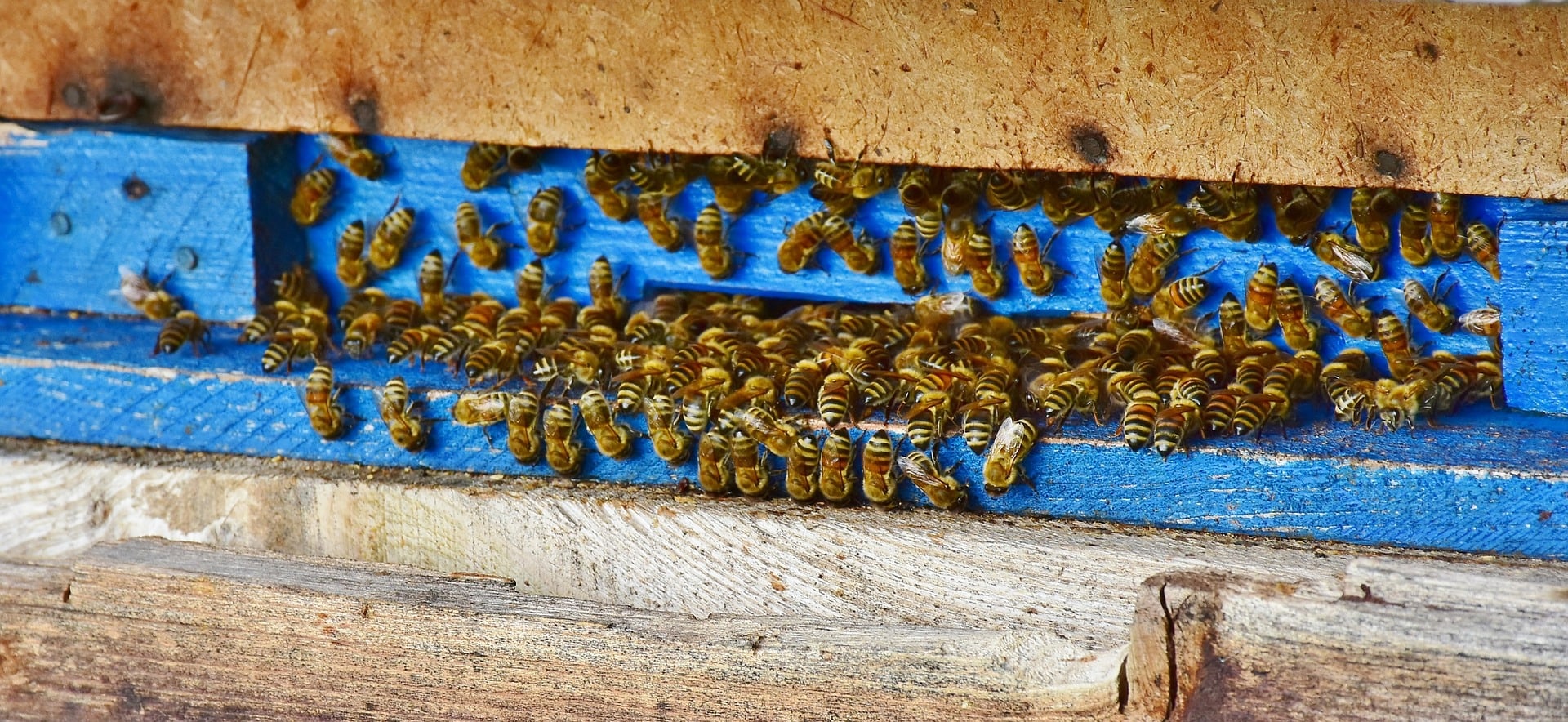 casa de abejas
