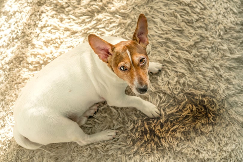 Jack Russell Terrier está acostado sobre una alfombra blanca cerca de un charco húmedo con orina