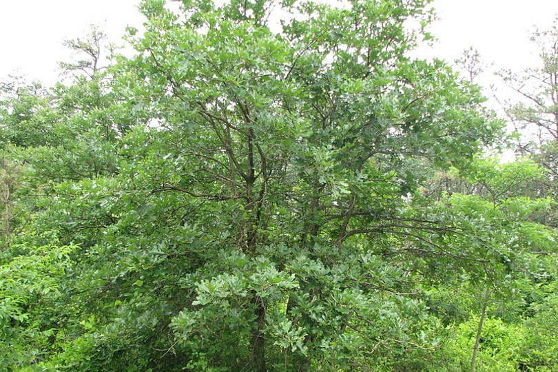 Árbol Quercus stellata