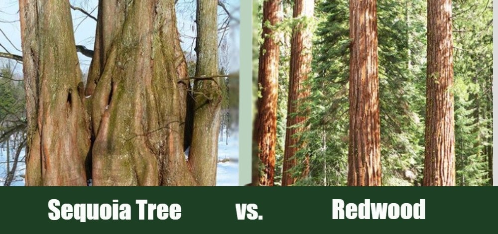 Sequoia Tree vs Redwood