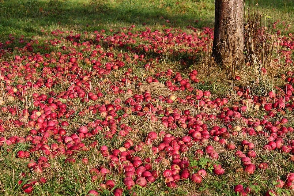 manzanas caídas del árbol