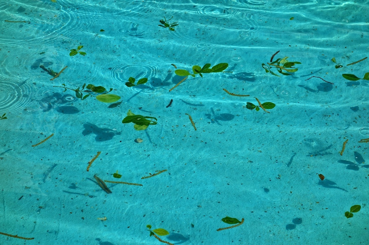 hojas en la piscina