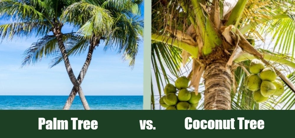 palmera vs cocotero