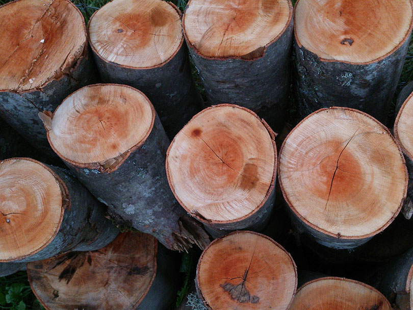 troncos de madera de pino