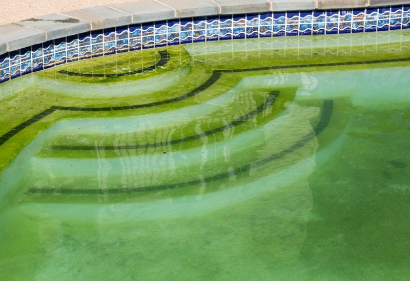 piscina llena de algas