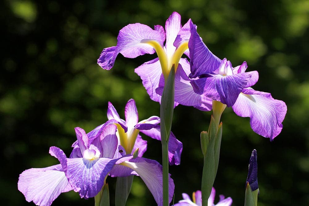 Orquídea Cattleya púrpura