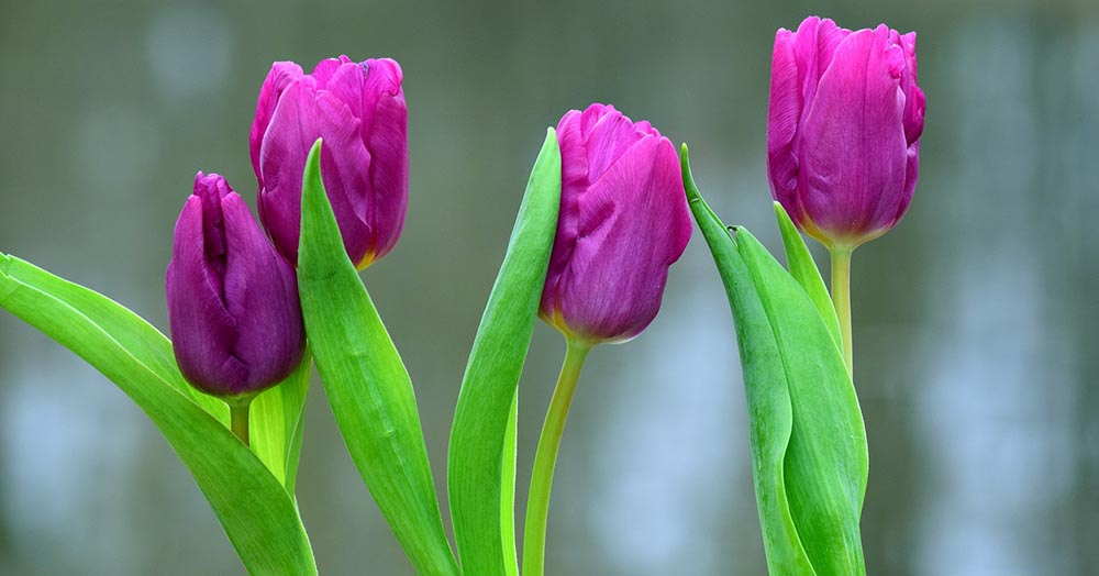 tulipanes morados