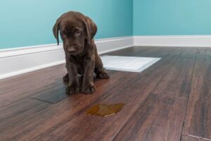Cómo quitar el olor a caca de perro del piso de madera