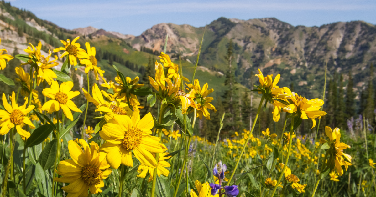 mejores plantas y flores para cultivar en Utah