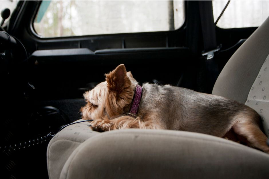 limpiar olor orina perro coche